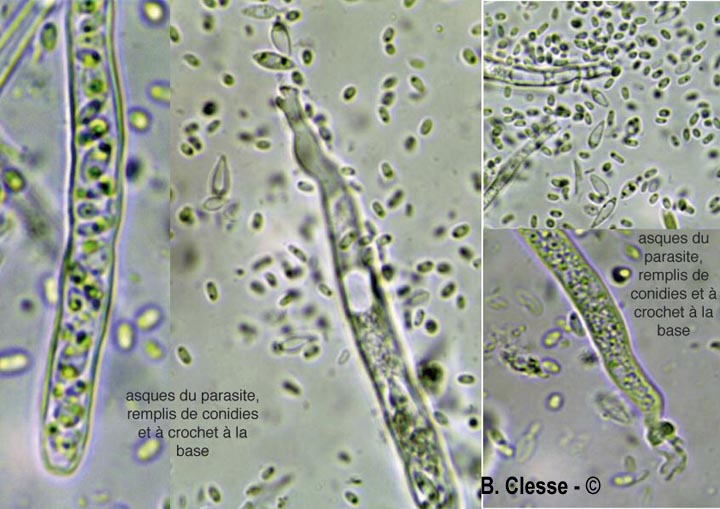 Lasiobelonium nidulus (Trichopezizella nidulus)