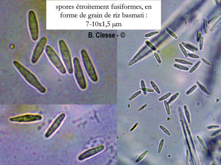 Lasiobelonium nidulus (Trichopezizella nidulus)