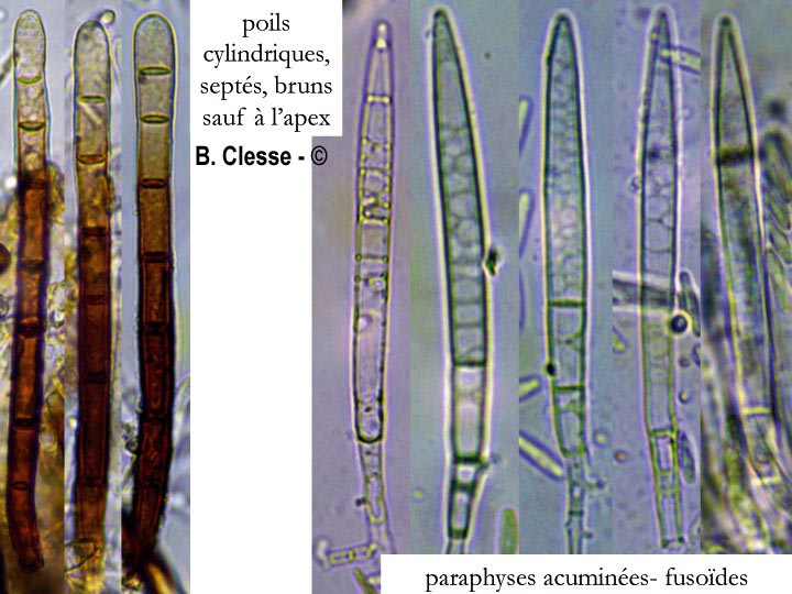 Lasiobelonium nidulus (Trichopezizella nidulus)