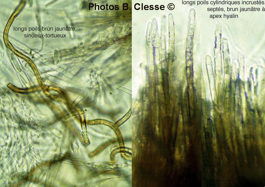 Lasiobelonium variegatum