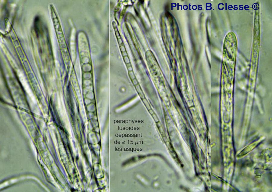 Lasiobelonium variegatum