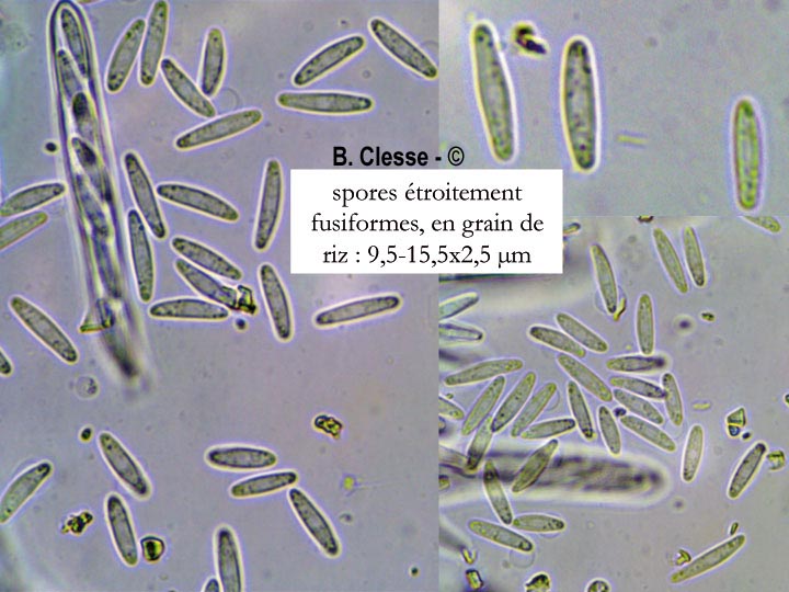 Lasiobelonium variegatum
