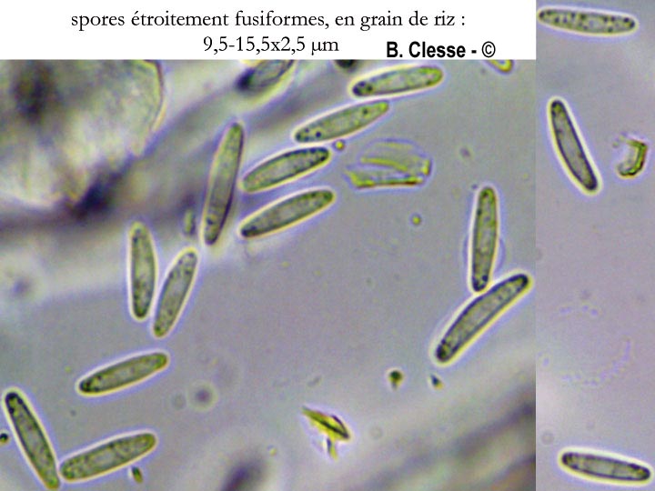 Lasiobelonium variegatum
