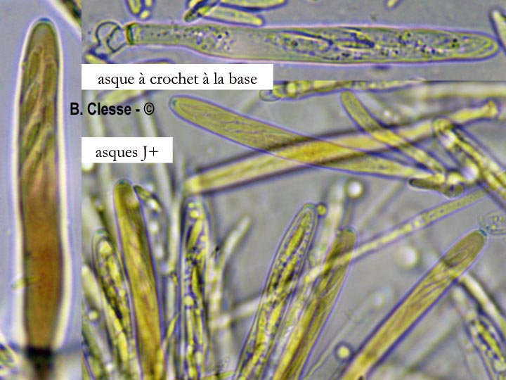 Lasiobelonium variegatum