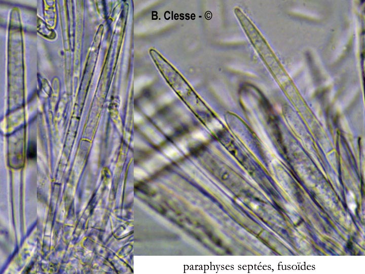 Lasiobelonium variegatum