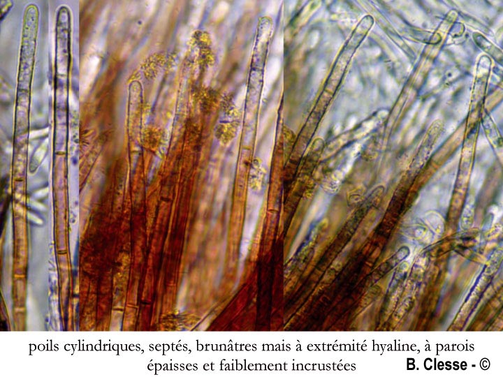 Lasiobelonium variegatum
