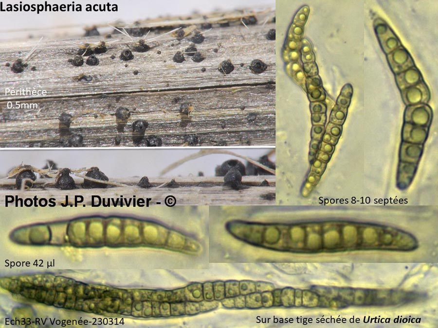 Lasiosphaeria acuta