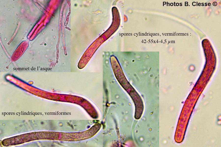 Lasiosphaeria ovina