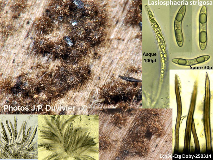 Lasiosphaeria strigosa (Echinosphaeria strigosa)