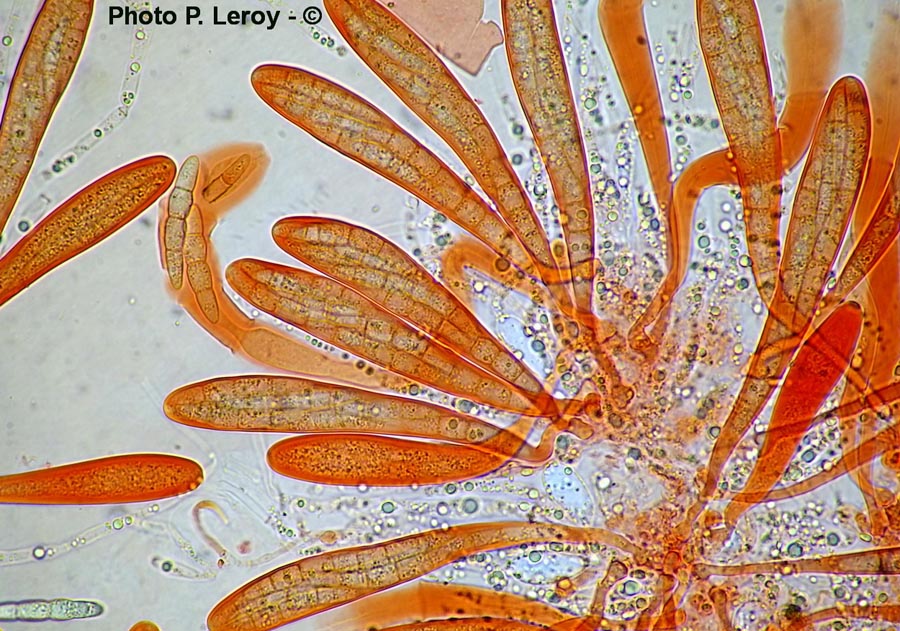 Leptosphaeria eryngii