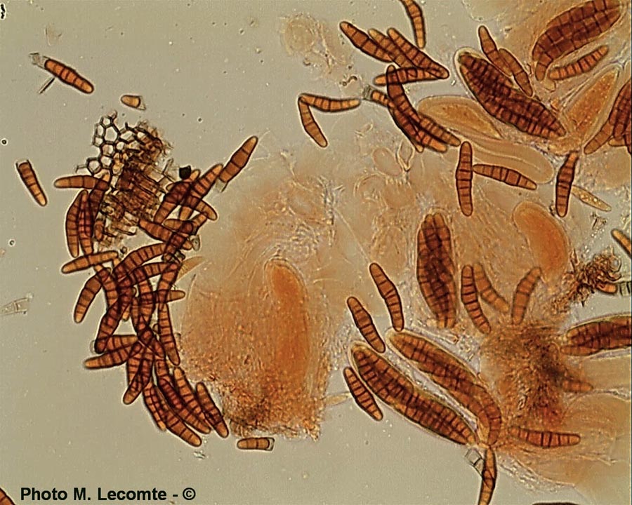 Leptosphaeria sp.