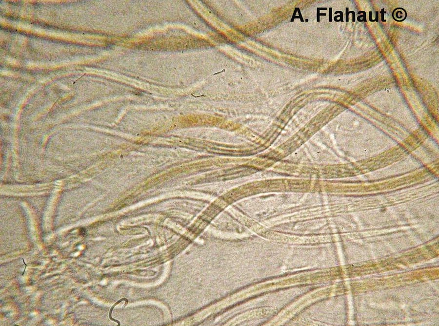 Leptospora rubella