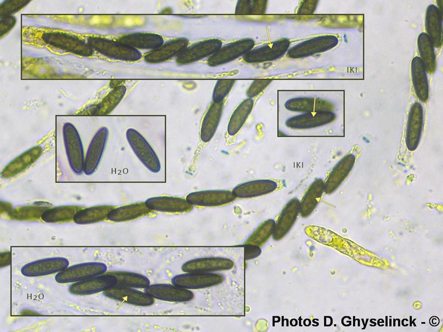 Lopadostoma dryophilum