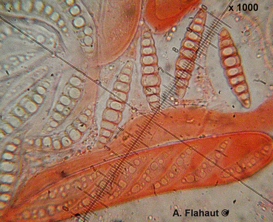 Lophiostoma alpigenum var. juncinum