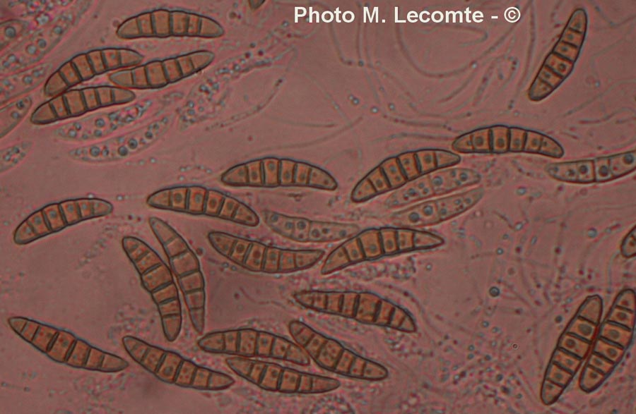 Lophiostoma caulium