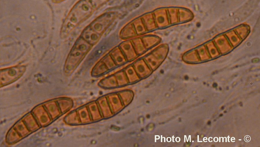 Lophiostoma caulium