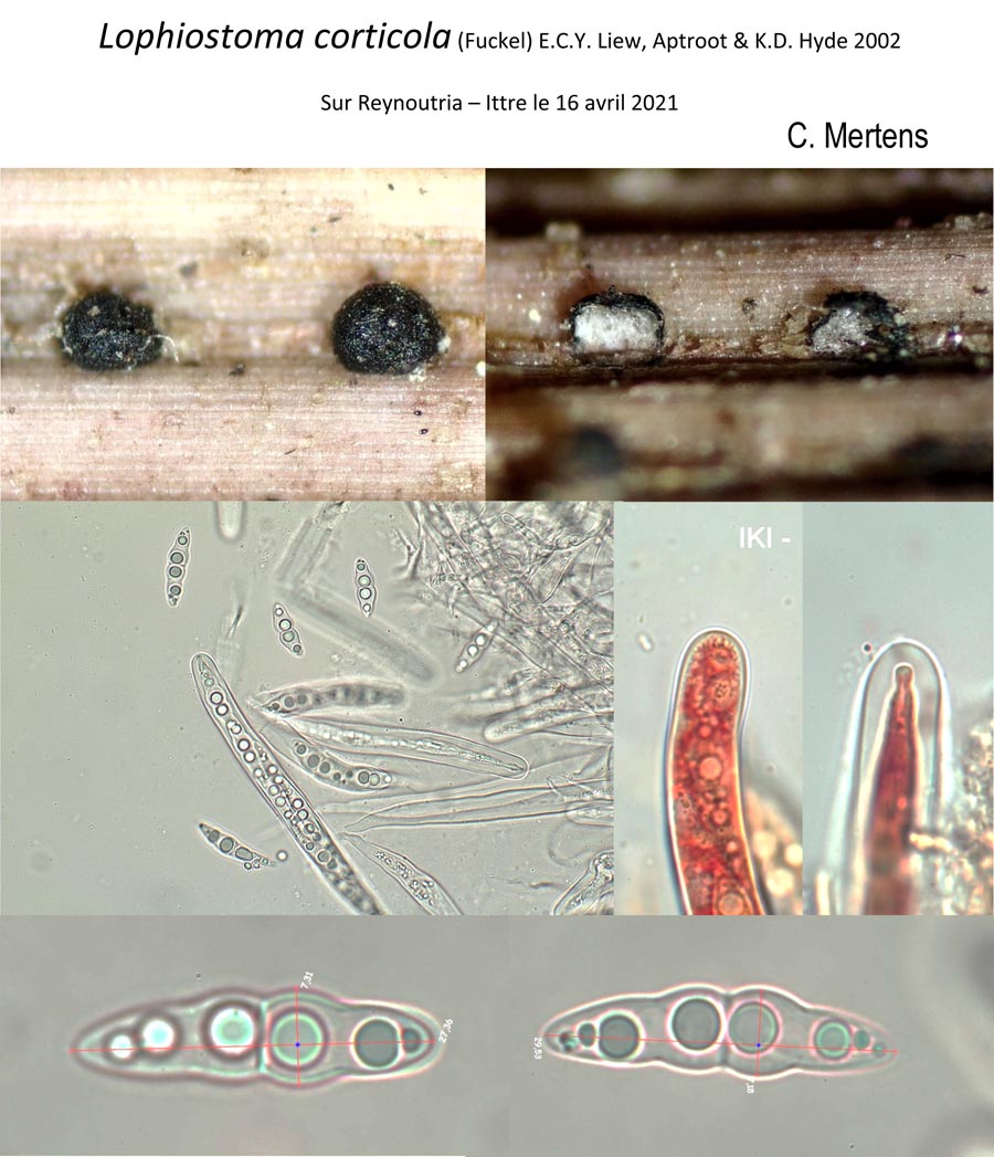 Lophiostoma corticola