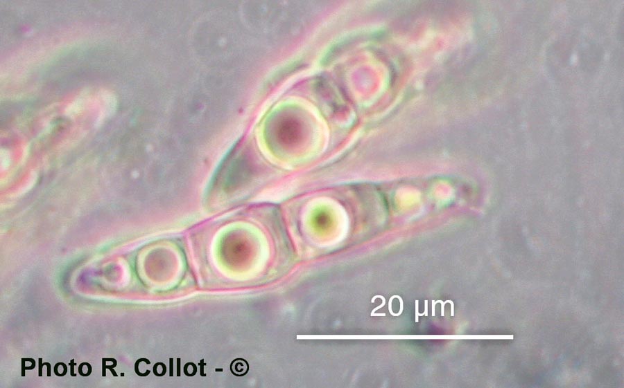 Lophiostoma viridarium