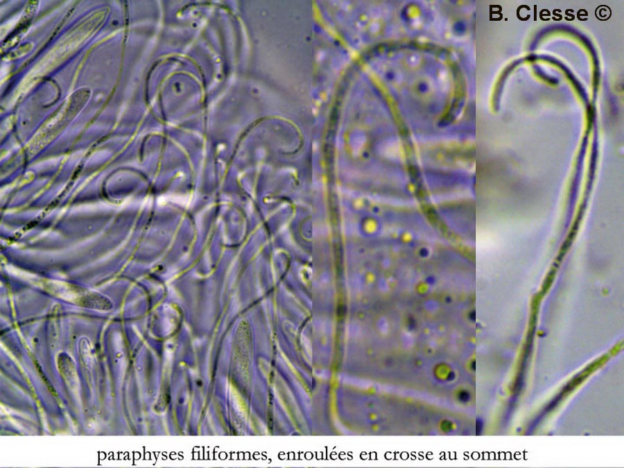 Lophodermium foliicola