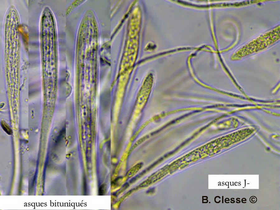 Lophodermium foliicola