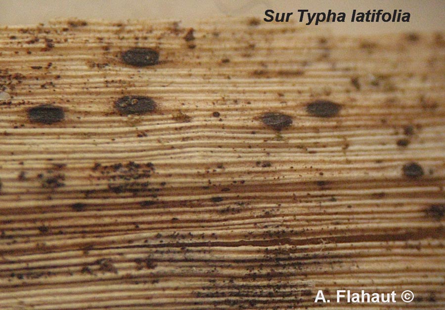 Lophodermium typhinum