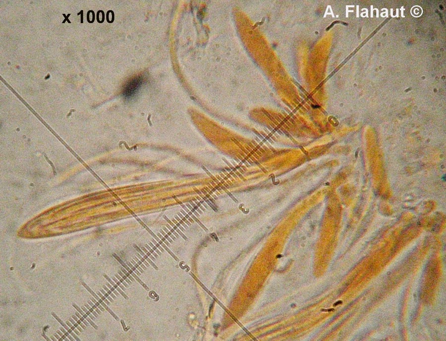 Lophodermium typhinum