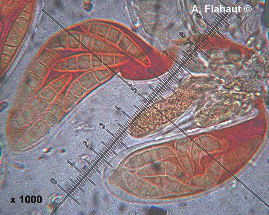 Massariosphaeria mosana