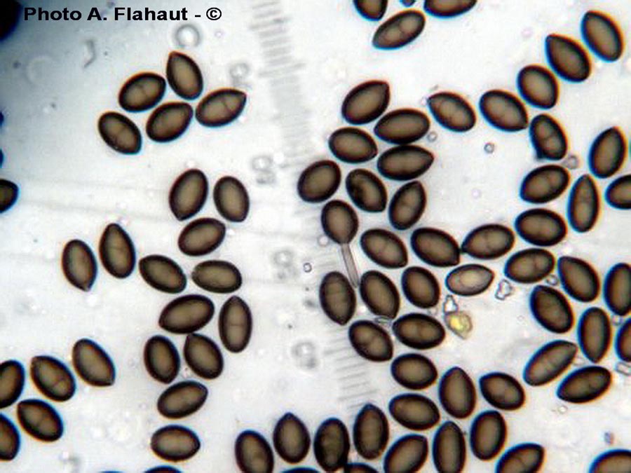 Melanconium stromaticum