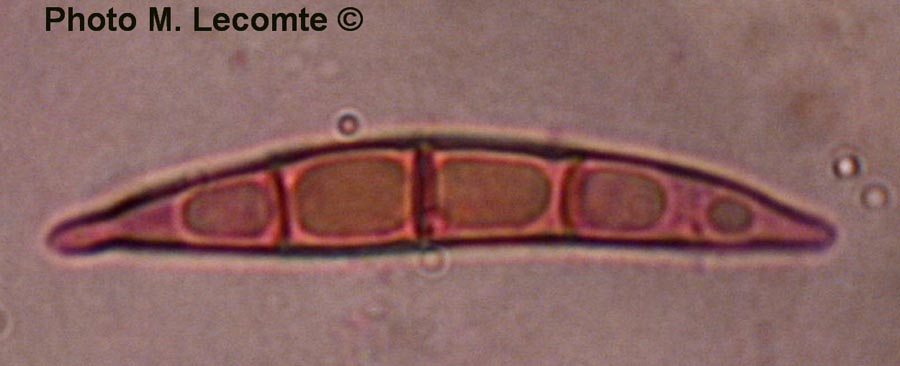 Melogramma campylosporum