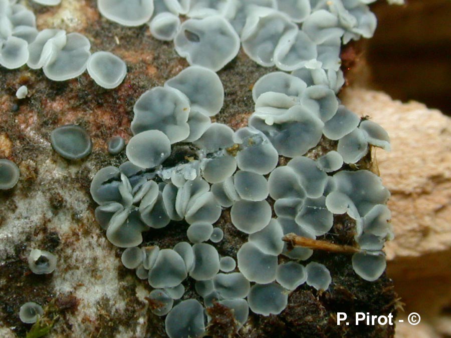 Mollisia cinerae