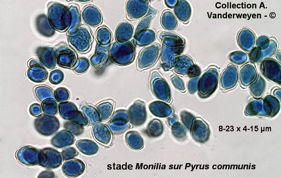 Monilinia laxa