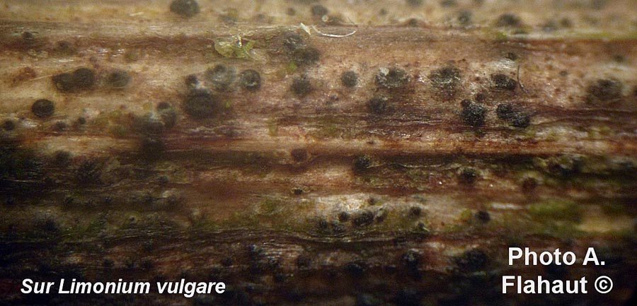 Mycoglaena acuminans