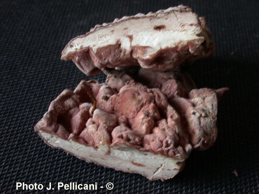 Mycogone rosea