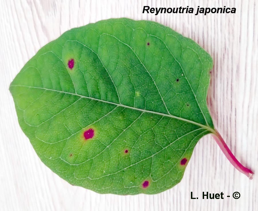 Mycosphaerella polygoni-cuspidati