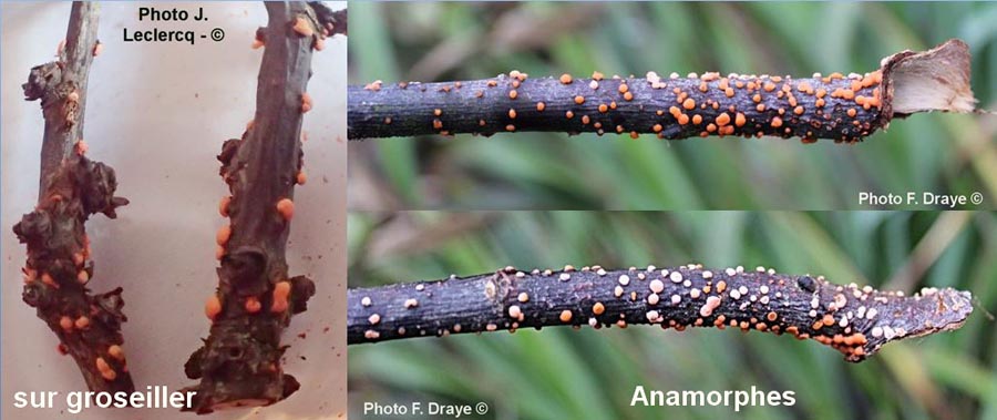 Nectria cinnabarina