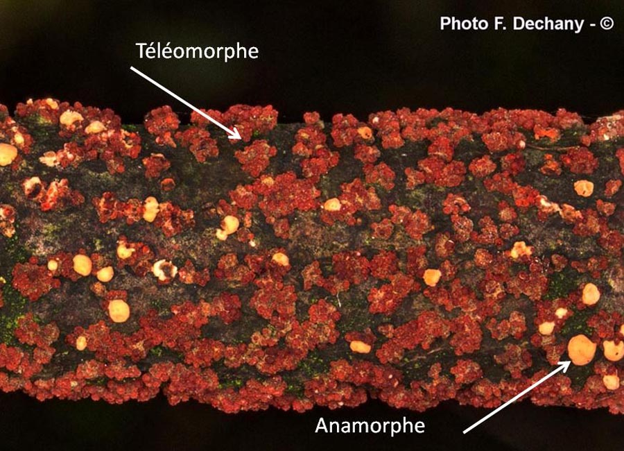 Nectria cinnabarina