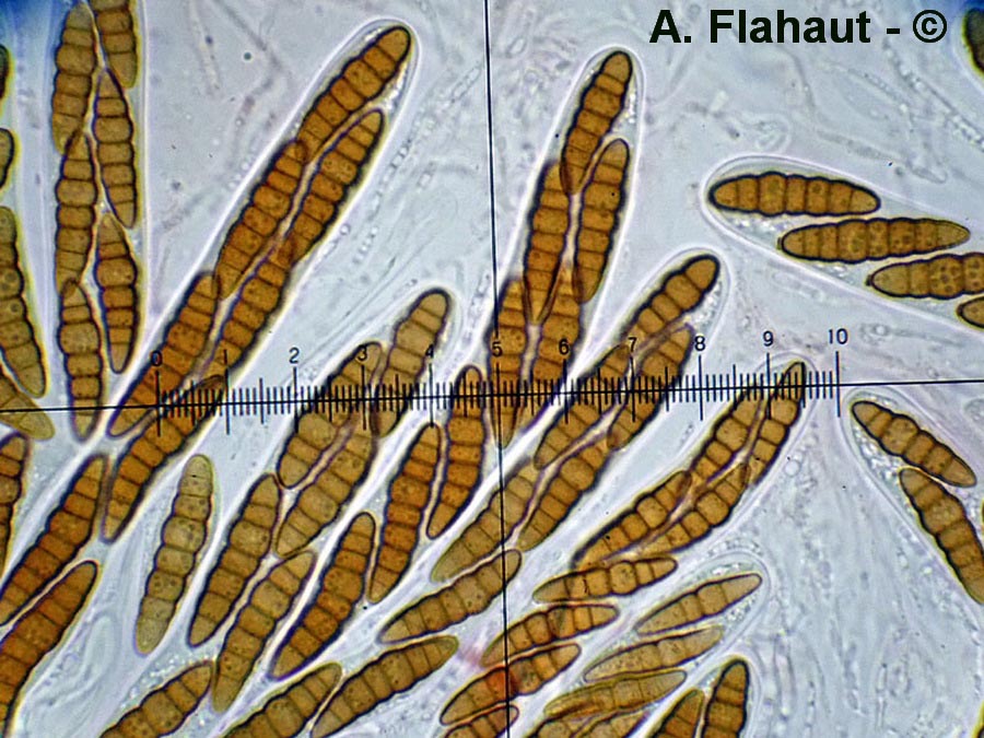 Neomassariosphaeria typhicola (Leptosphaeria cladii)