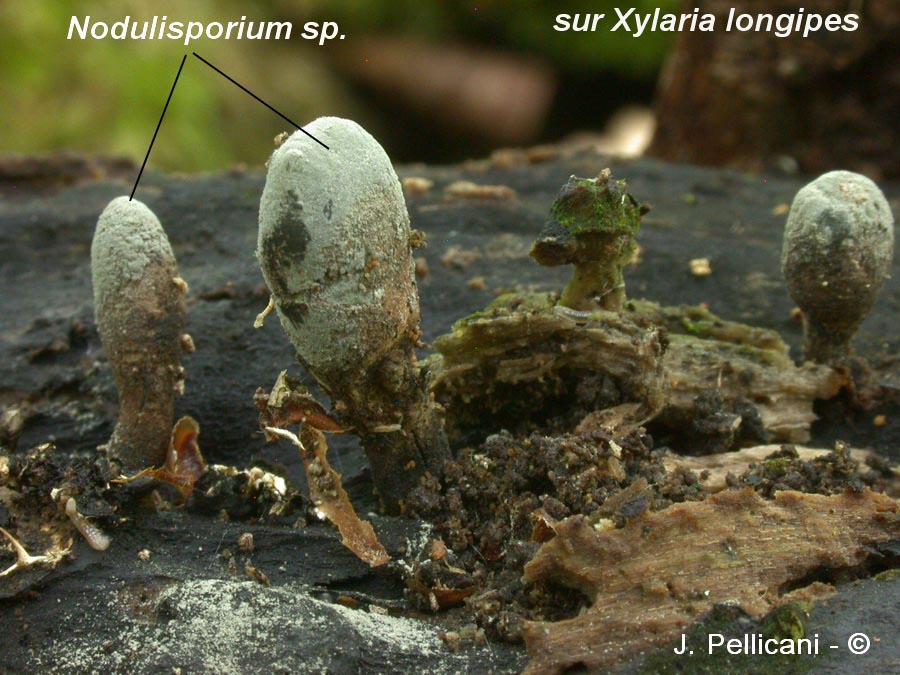 Nodulisporium sp.