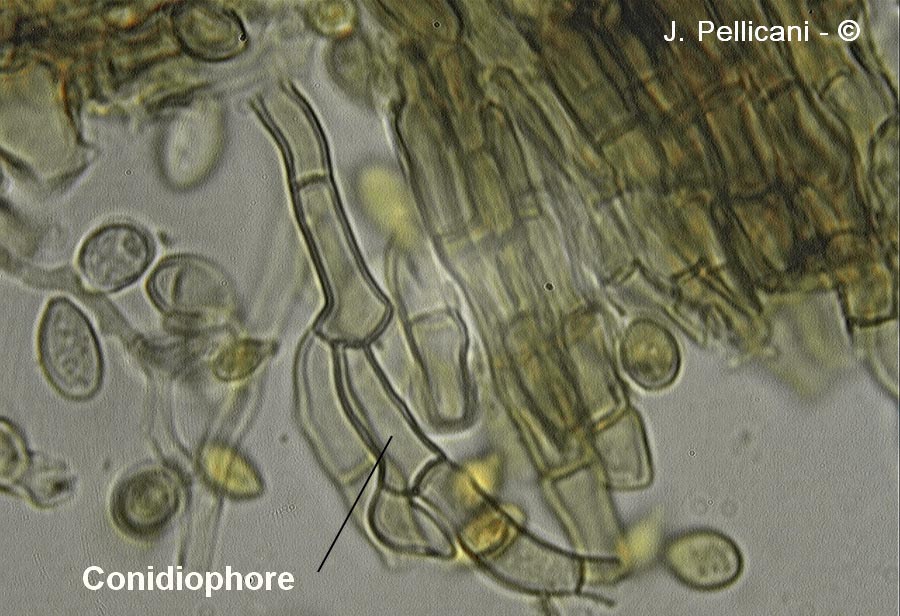 Nodulisporium sp.