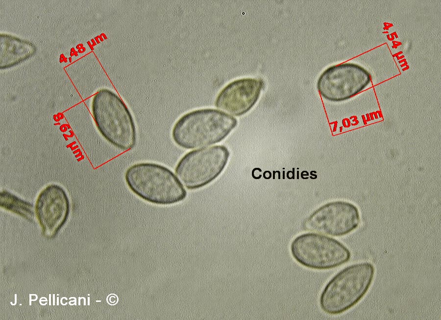 Nodulisporium sp.