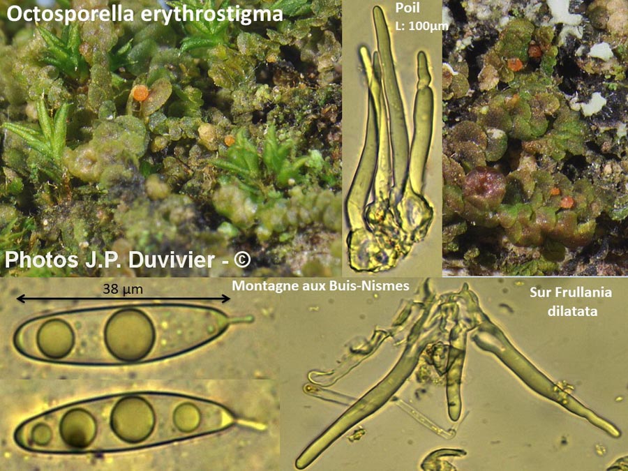 Octosporella erythrostigma