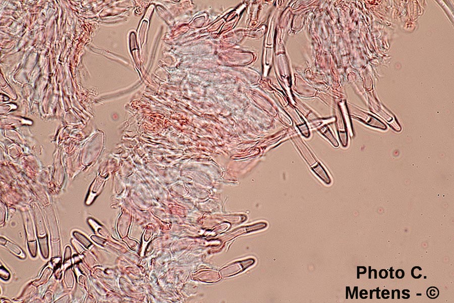 Olla transiens