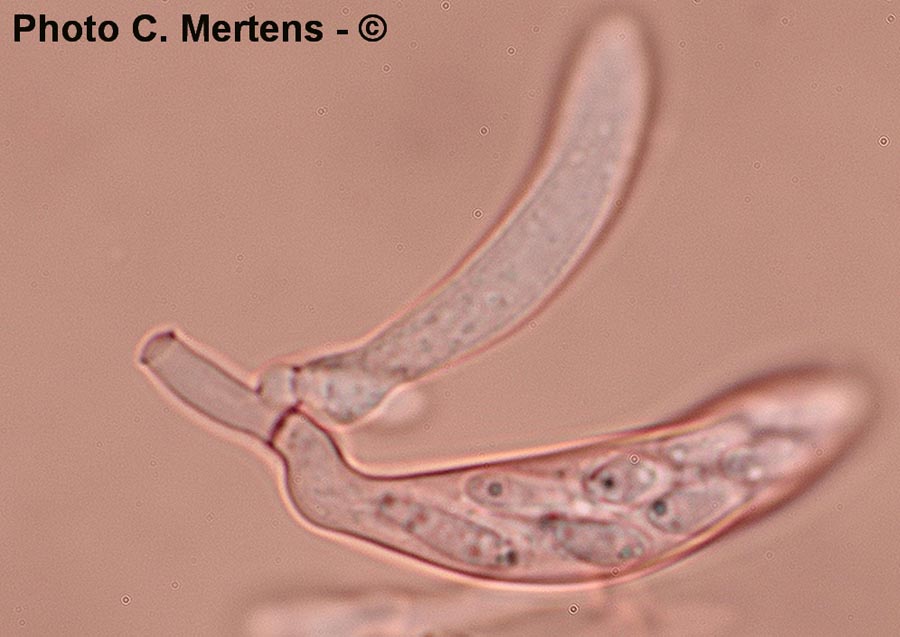 Olla transiens