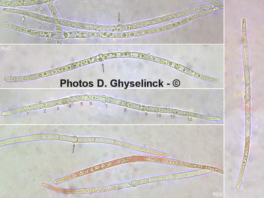 Ophiobolus erythrosporus (Pseudoophiobolus erythrosporus)