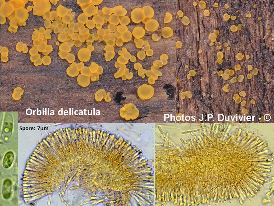 Orbilia delicatula