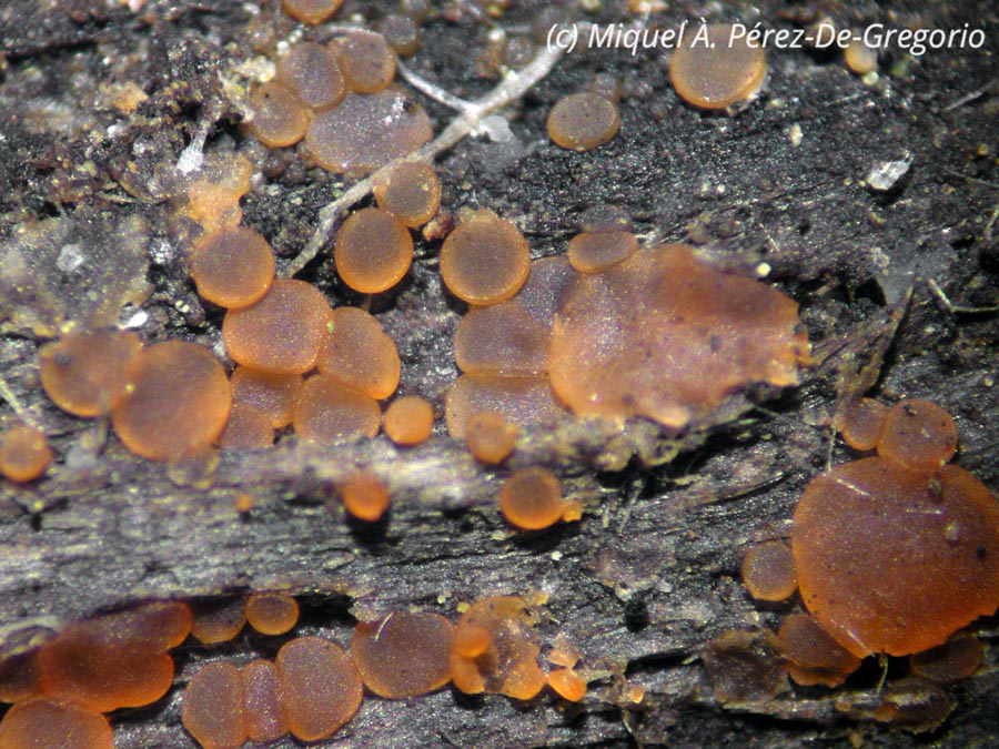 Orbilia eucalypti