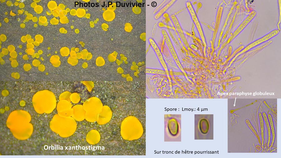 Orbilia xanthostigma