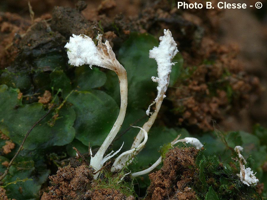 Isaria farinosa (= Paecilomyces farinosus)