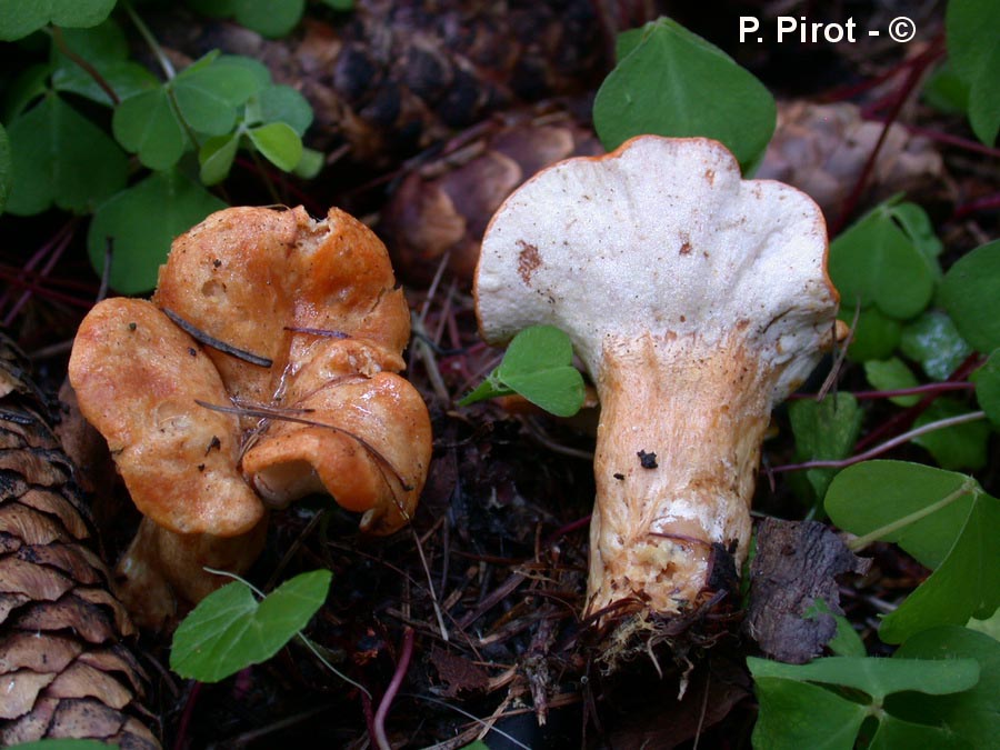 Hypomyces lateritius (Peckiella deformans)