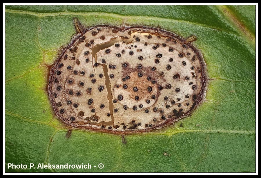 Pestalotia guepini